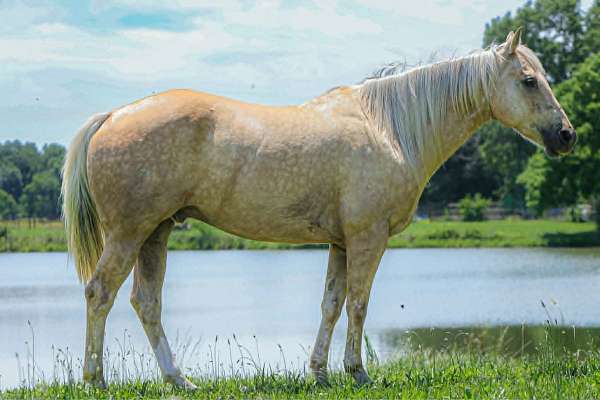 endurance-quarter-horse
