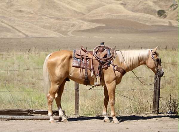 all-around-quarter-horse