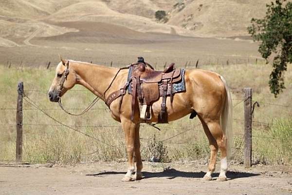 athletic-quarter-horse