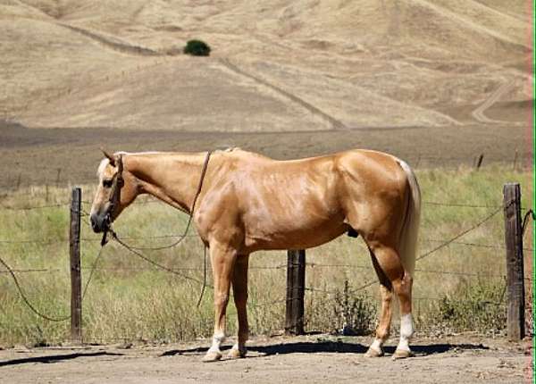 beginner-quarter-horse