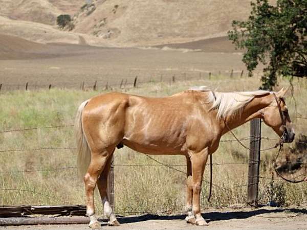 calf-roping-quarter-horse