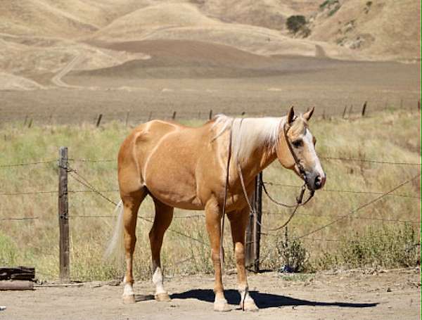 endurance-quarter-horse
