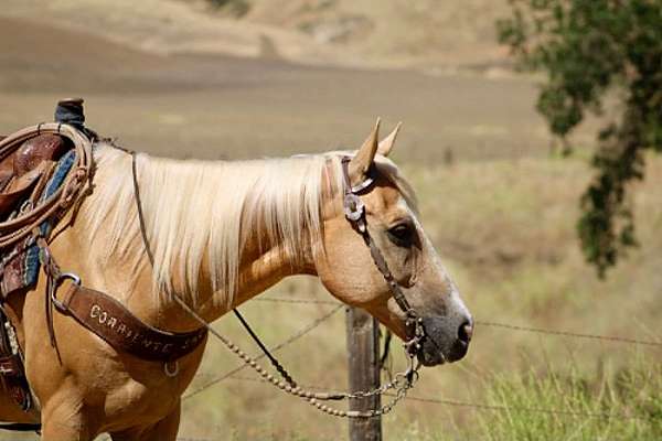 experienced-quarter-horse