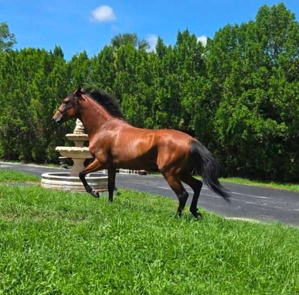 paso-fino-gelding