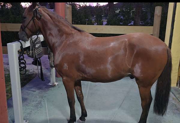 paso-fino-horse-for-sale