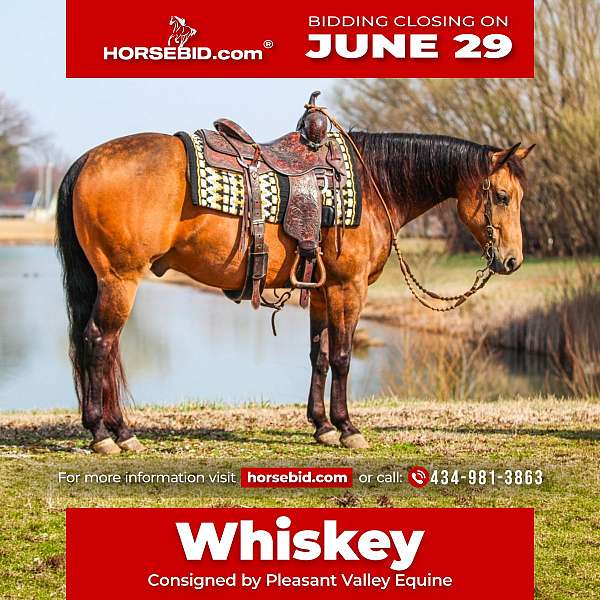 all-around-quarter-horse