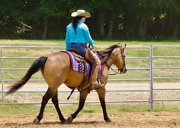 flashy-quarter-horse