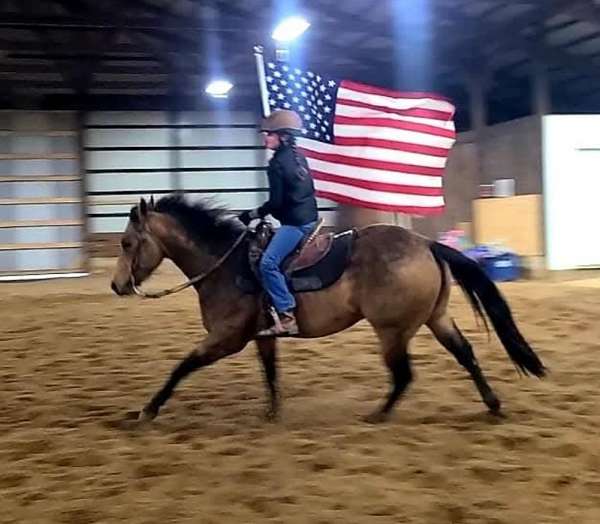 reining-quarter-horse