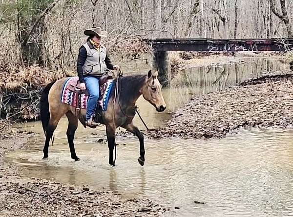 ridden-english-quarter-horse