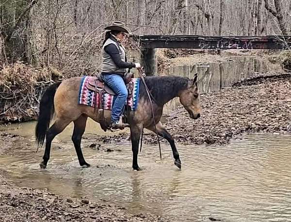 show-hack-quarter-horse