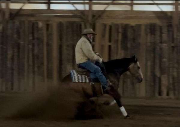 show-quarter-horse