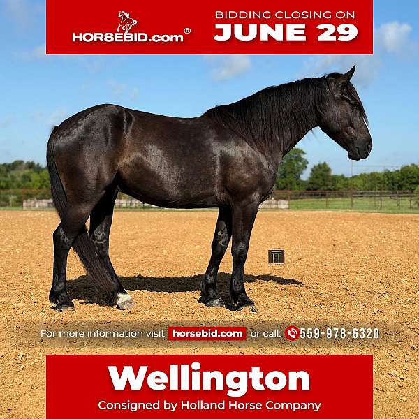 all-around-draft-horse