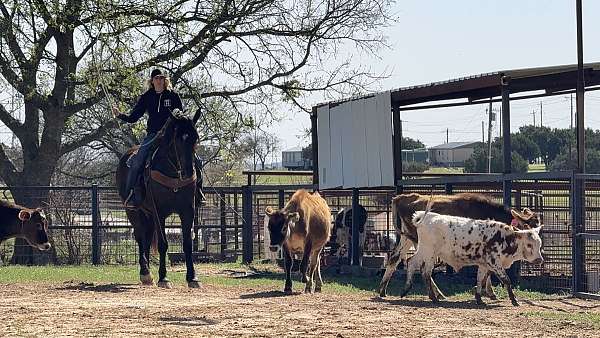 athletic-draft-horse