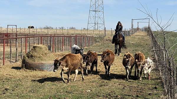 cross-draft-horse
