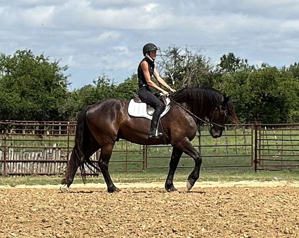 draft-horse