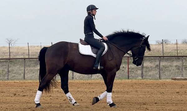 flashy-draft-horse
