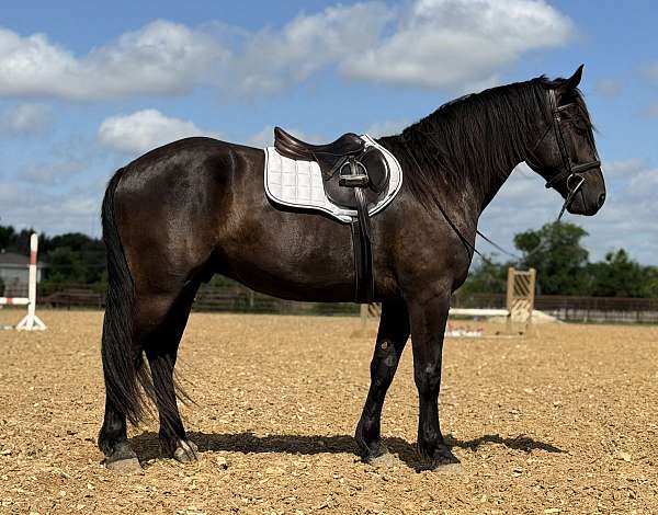 jumping-draft-horse