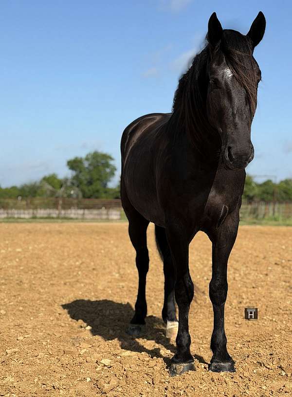 parade-draft-horse