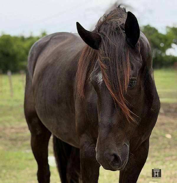 ranch-draft-horse
