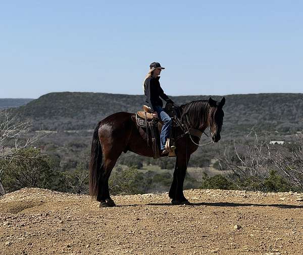 ridden-english-draft-horse