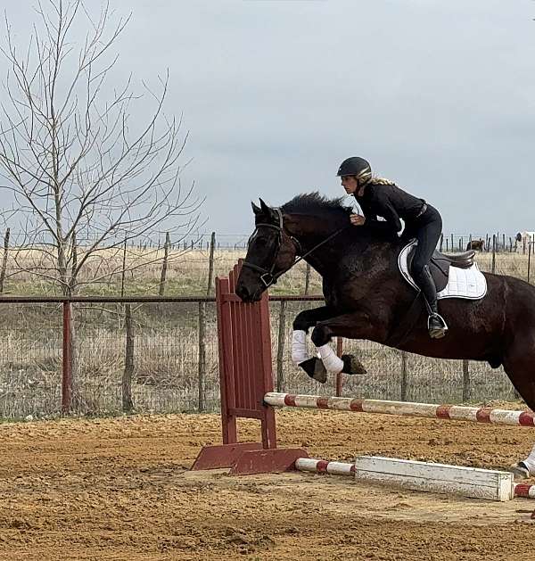 ridden-western-draft-horse
