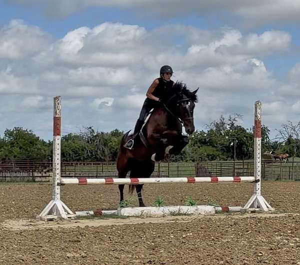 roping-draft-horse