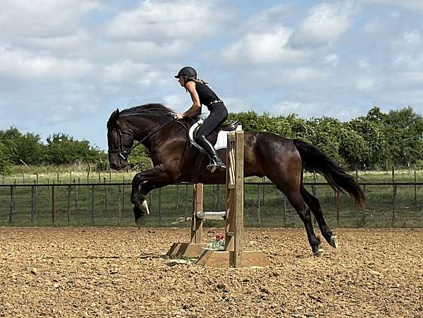 show-draft-horse
