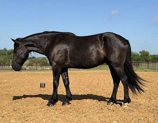 show-hack-draft-horse
