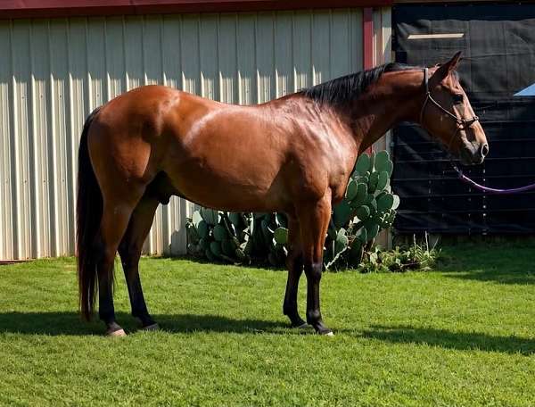 all-around-quarter-horse