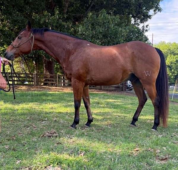 athletic-quarter-horse