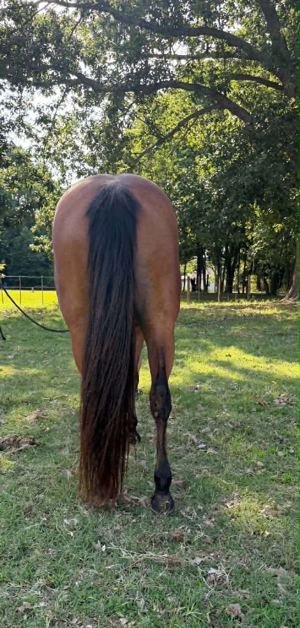 endurance-quarter-horse