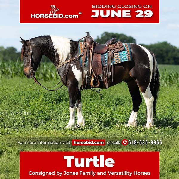 piebald-show-hack-horse