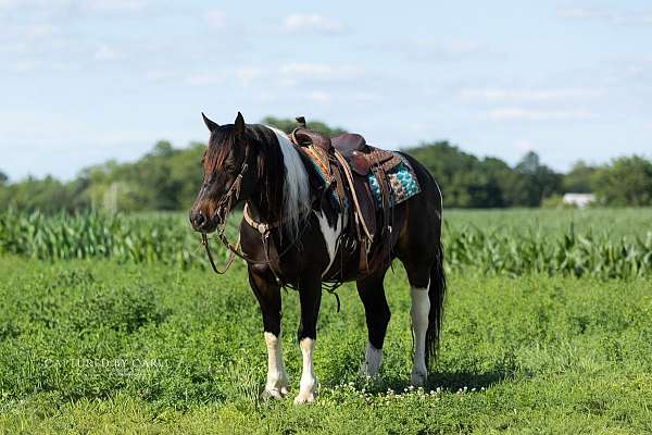 athletic-draft-horse