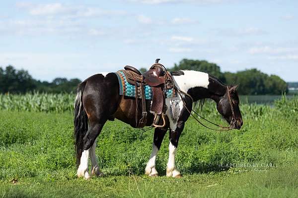 all-around-draft-horse
