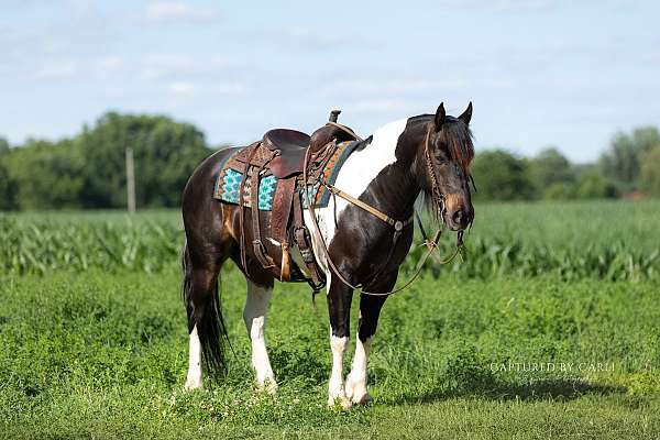beginner-draft-horse