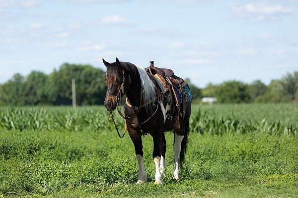 cross-draft-horse