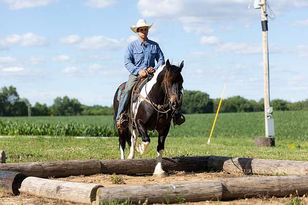 draft-horse