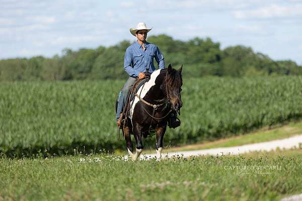 dressage-draft-horse