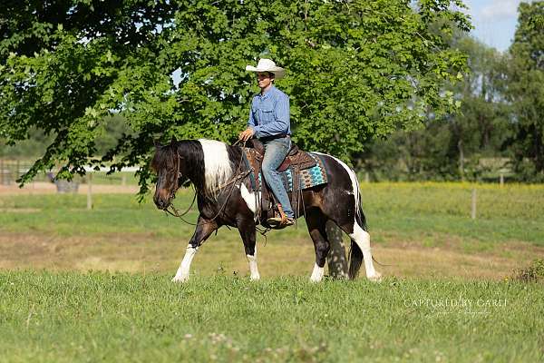 flashy-draft-horse