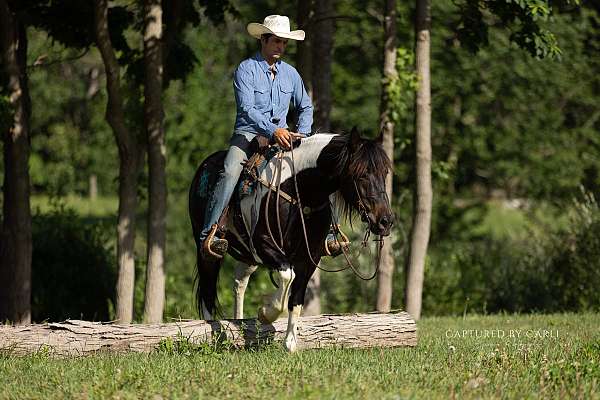 jumping-draft-horse