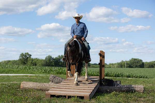 performance-draft-horse