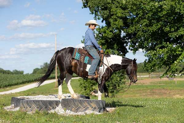 ridden-english-draft-horse