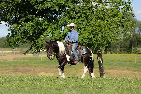 ridden-western-draft-horse