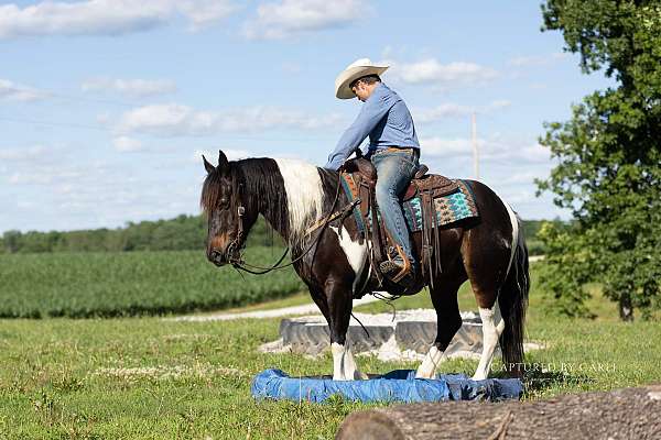 show-draft-horse
