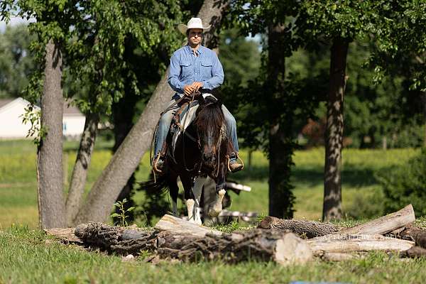show-hack-draft-horse