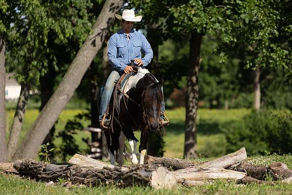 trail-draft-horse