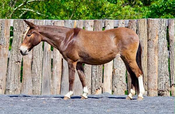 all-around-mule
