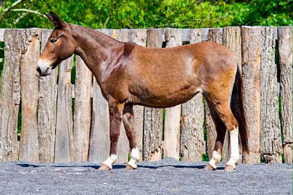 athletic-mule