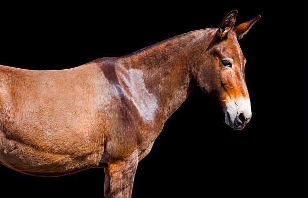 beginner-mule