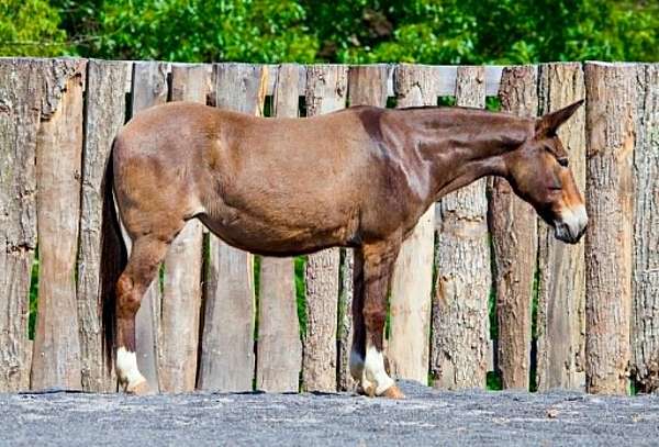 calf-roping-mule